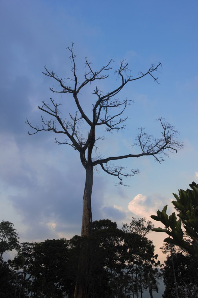 Image shows a large dead tree silhouetted on a bright blue sky, in Kerala, India.