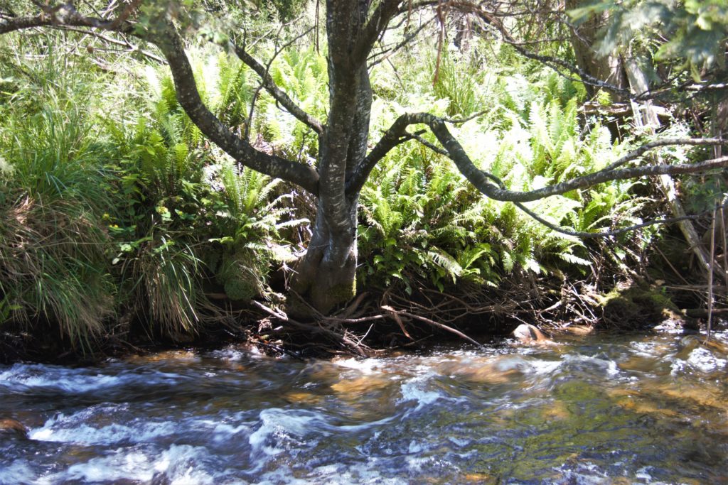 Image shows a flowing creek with dense vegetation on the bank, including a tree in the centre.