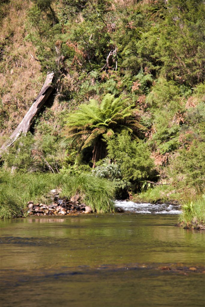 Image shows a riverine scene, with small white water fall in the middle distance and vegetation on all sides of the water.