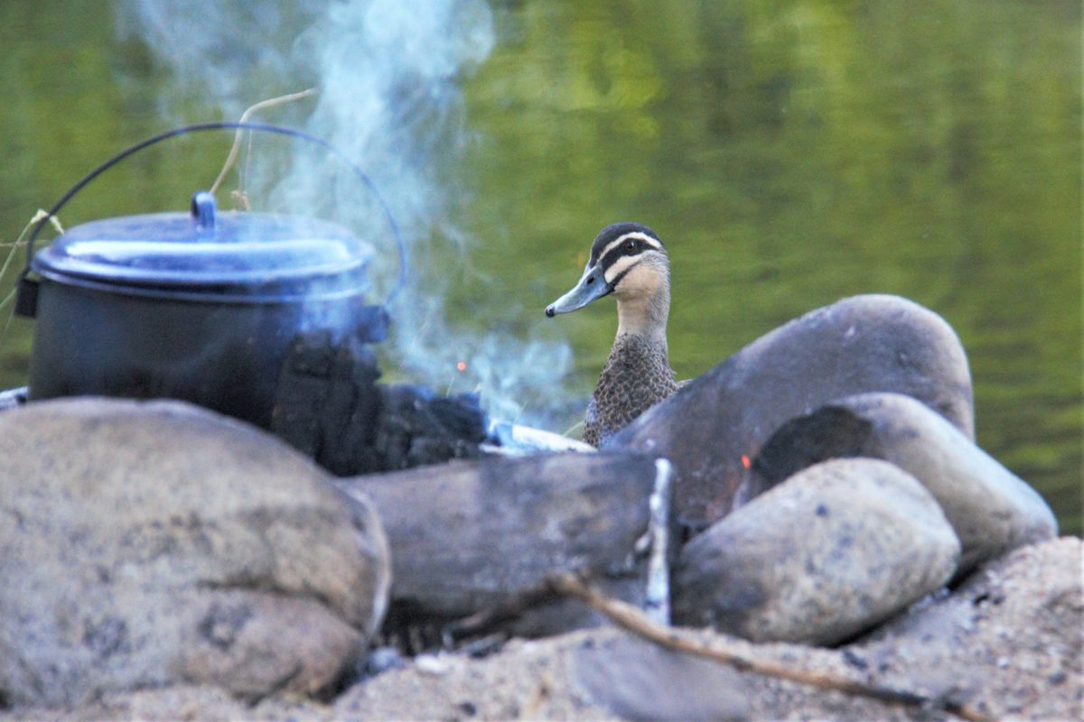 Image shows a camp fire with billy boiling and water in the background. A duck is standing on the other side of the fire.