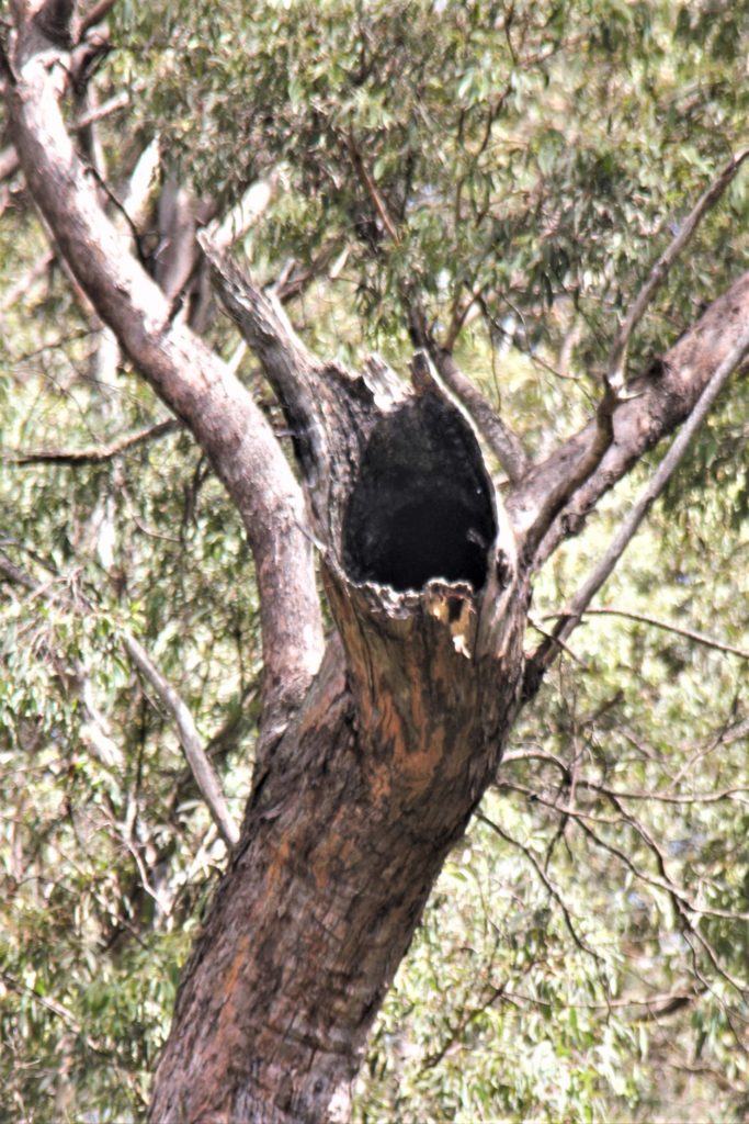 Image shows a hole in a tree branch, suitable for vulnerable species of fauna in which to nest.