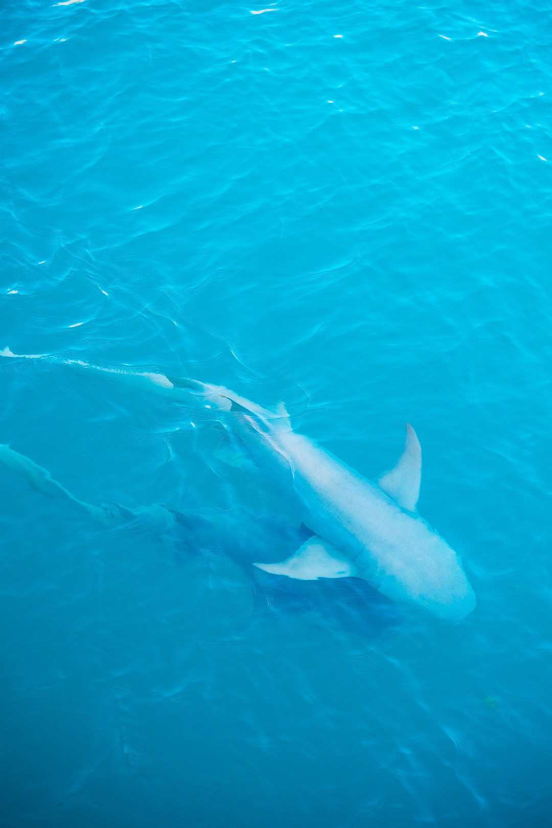 underwater shark